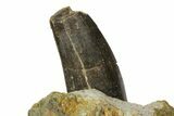 Serrated Tyrannosaur Tooth In Rock - Two Medicine Formation #145027-4